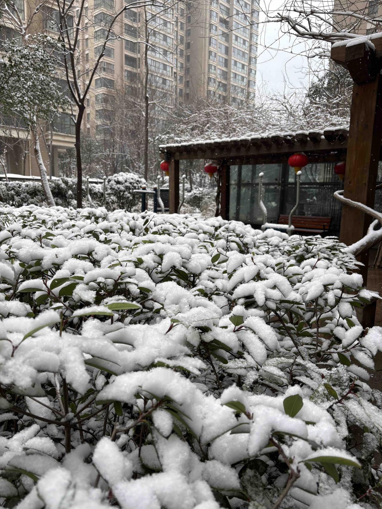 雪，再一次悄然降临。

景，再一次铺满眼前。