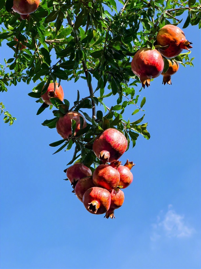 “石來运转，好事必榴。” 