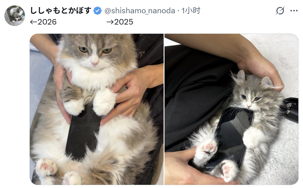 一年的时间足够一只小猫咪长老大了~
