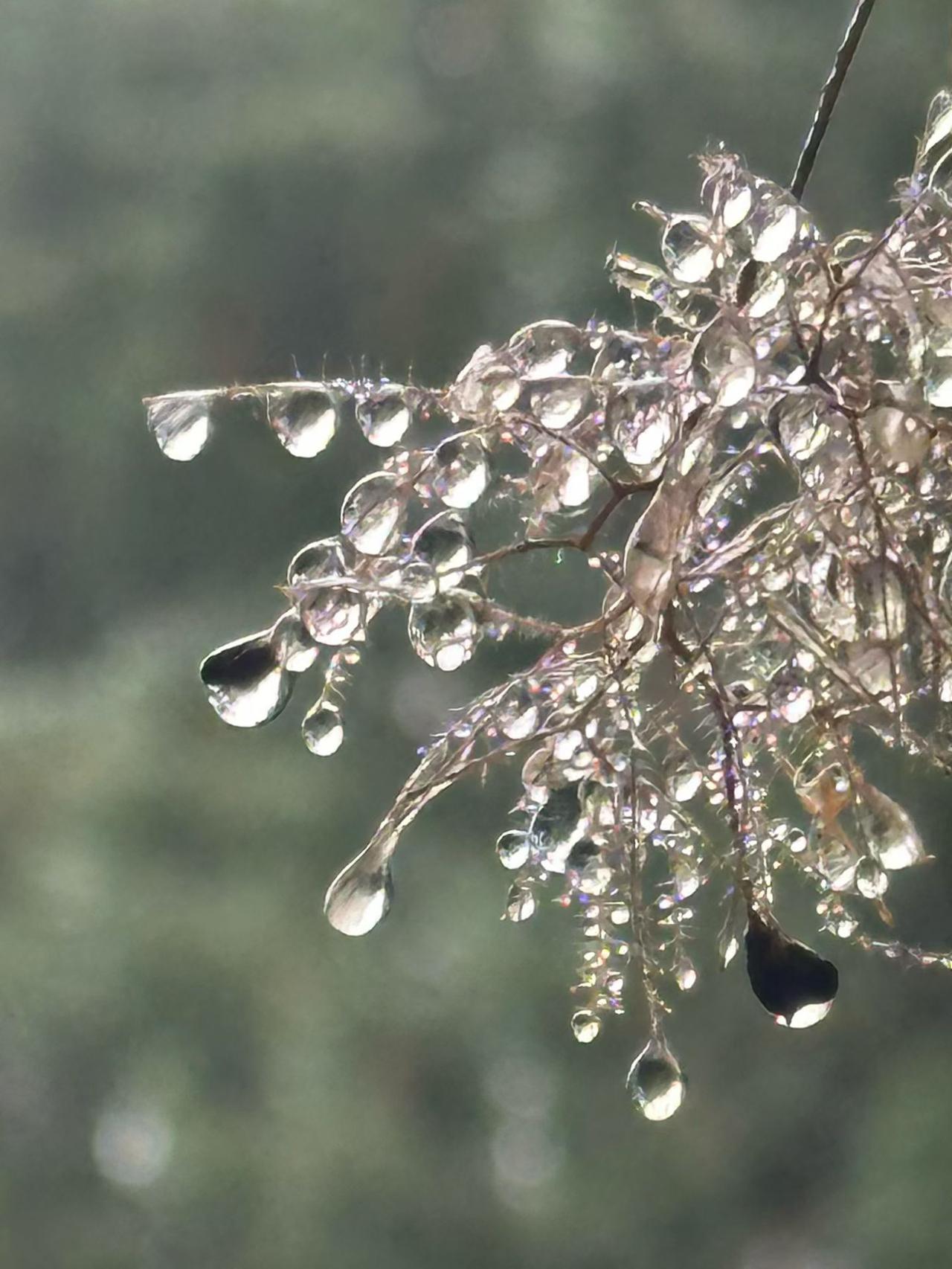 雨后的泪