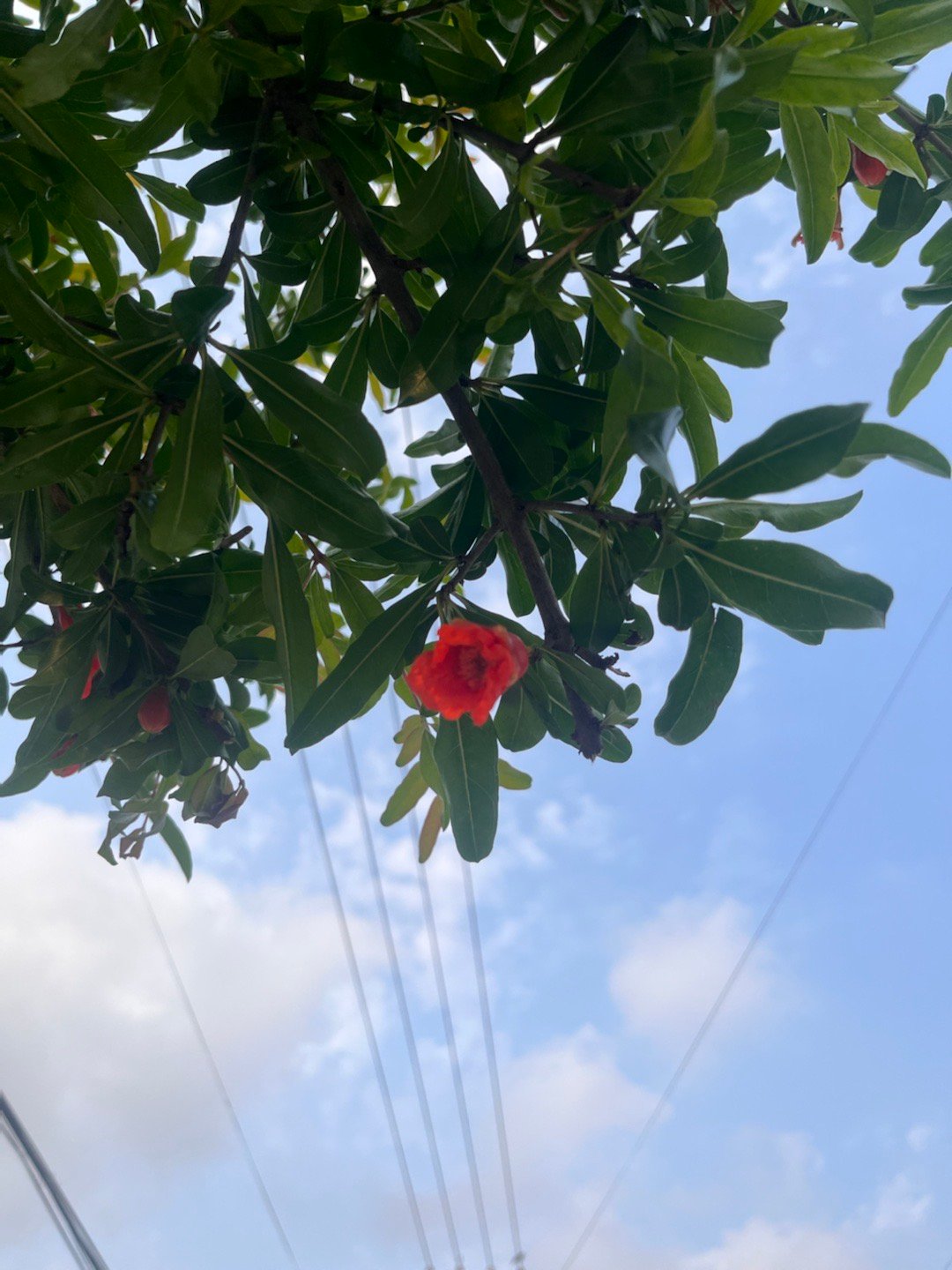 “世间最为普通的事物，平中显奇，淡中有味。”汪曾祺先生的话，我太爱了​​​