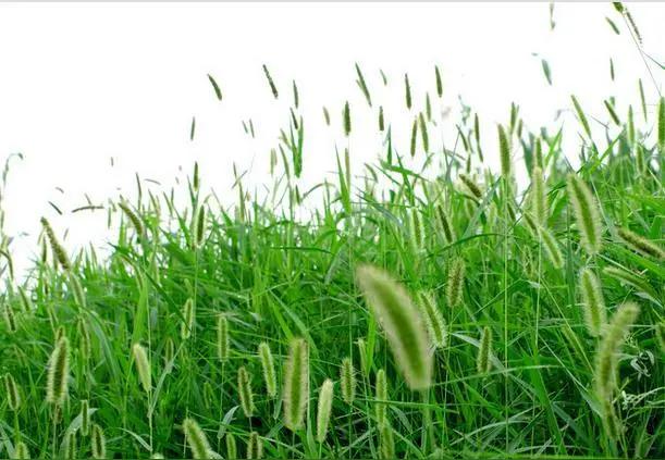 有个网友的妈妈喂了一辈子的猪，她常年都是用手砍猪草。
冬天的时候，手裂了口子，怕