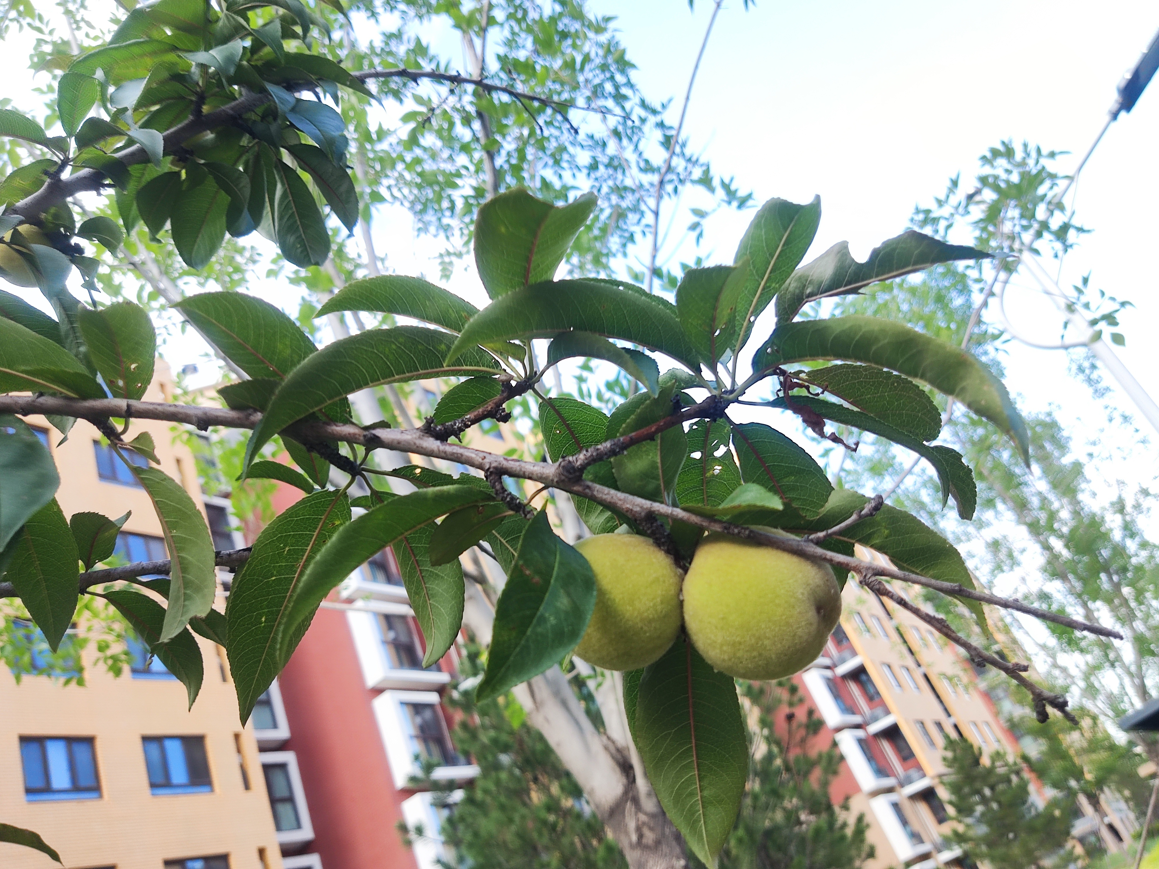 随手拍Let life be beautiful like summer flo