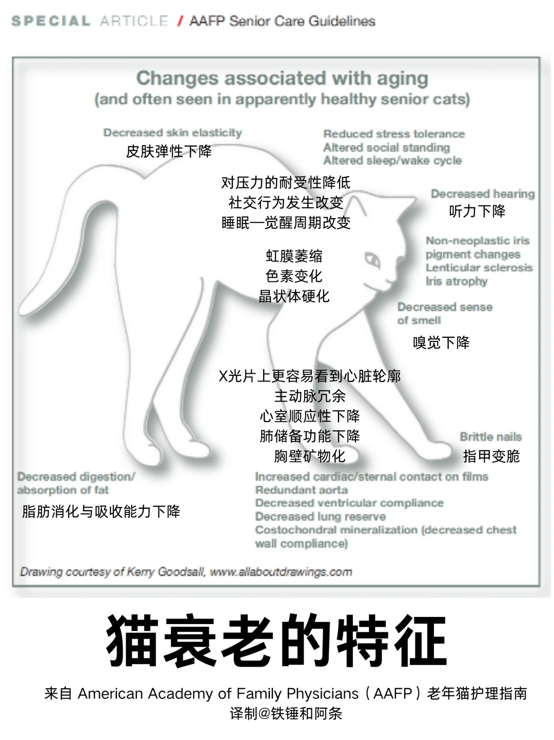 猫开始变老了吗？从这几个变化就能看出来