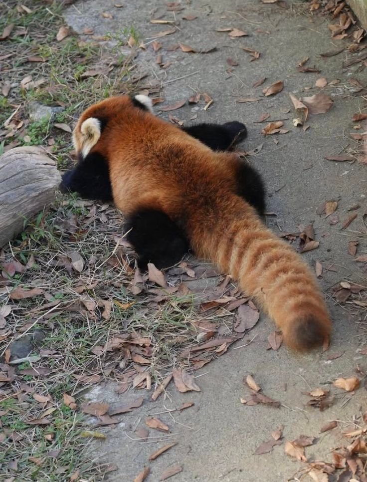 不敢想象小熊猫有多软