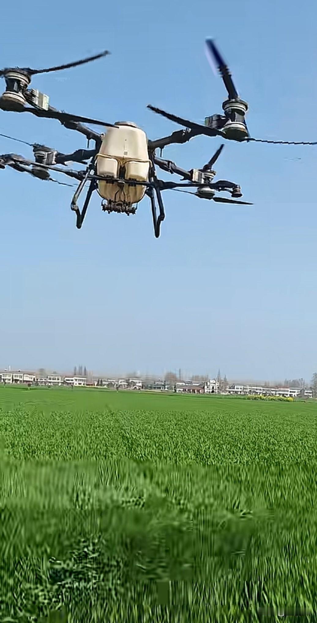 油菜花田还没完，小麦田的喷药无人机又开始，打药打得下毛毛雨一样。现在的农业专家是