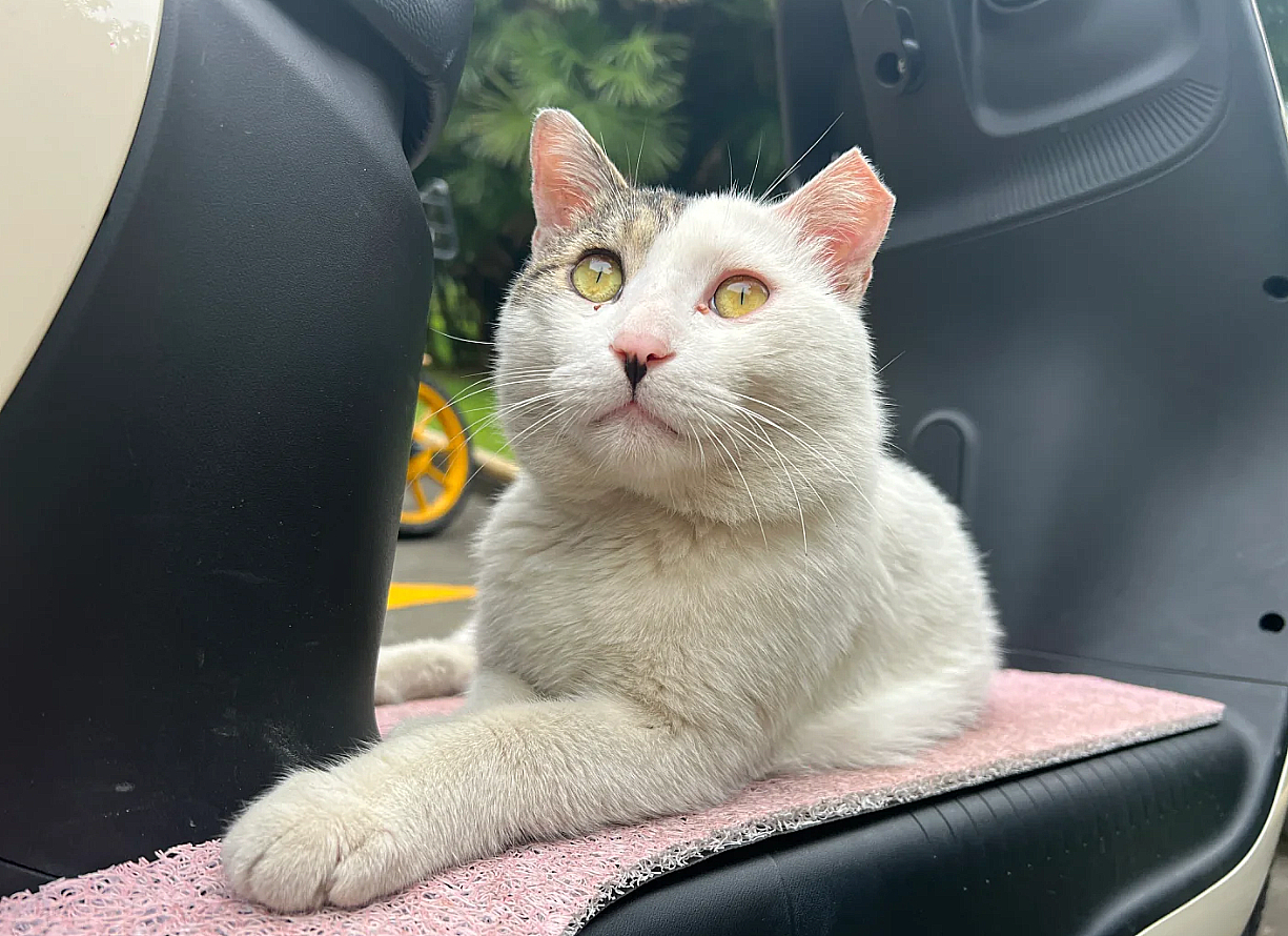 宝，剪耳朵的时候，很疼吧每当看到被剪了耳朵的小猫，我就很庆幸自己是人类，不用被别