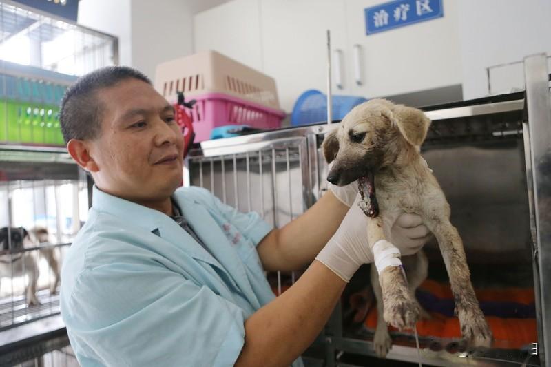 看到江苏那只嘴巴被扎带捆了一个月的小狗新闻，我简直气炸了！扎带都陷进肉里，深可见