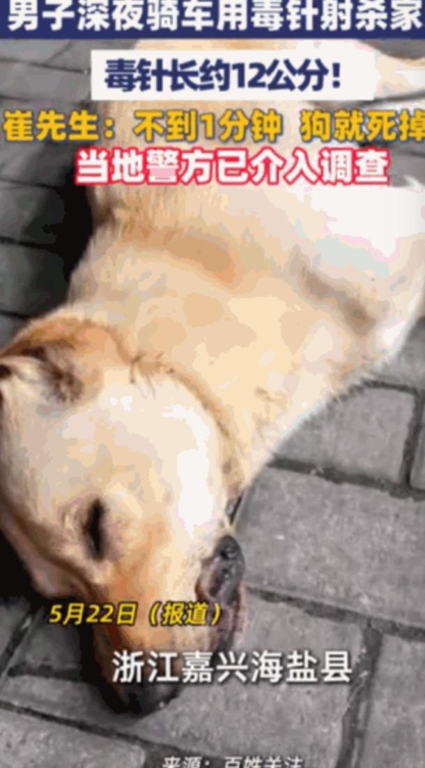 “太吓人了！”浙江嘉兴，崔先生家的土狗深夜遭骑摩托男子用毒针射杀，而针管内的神经