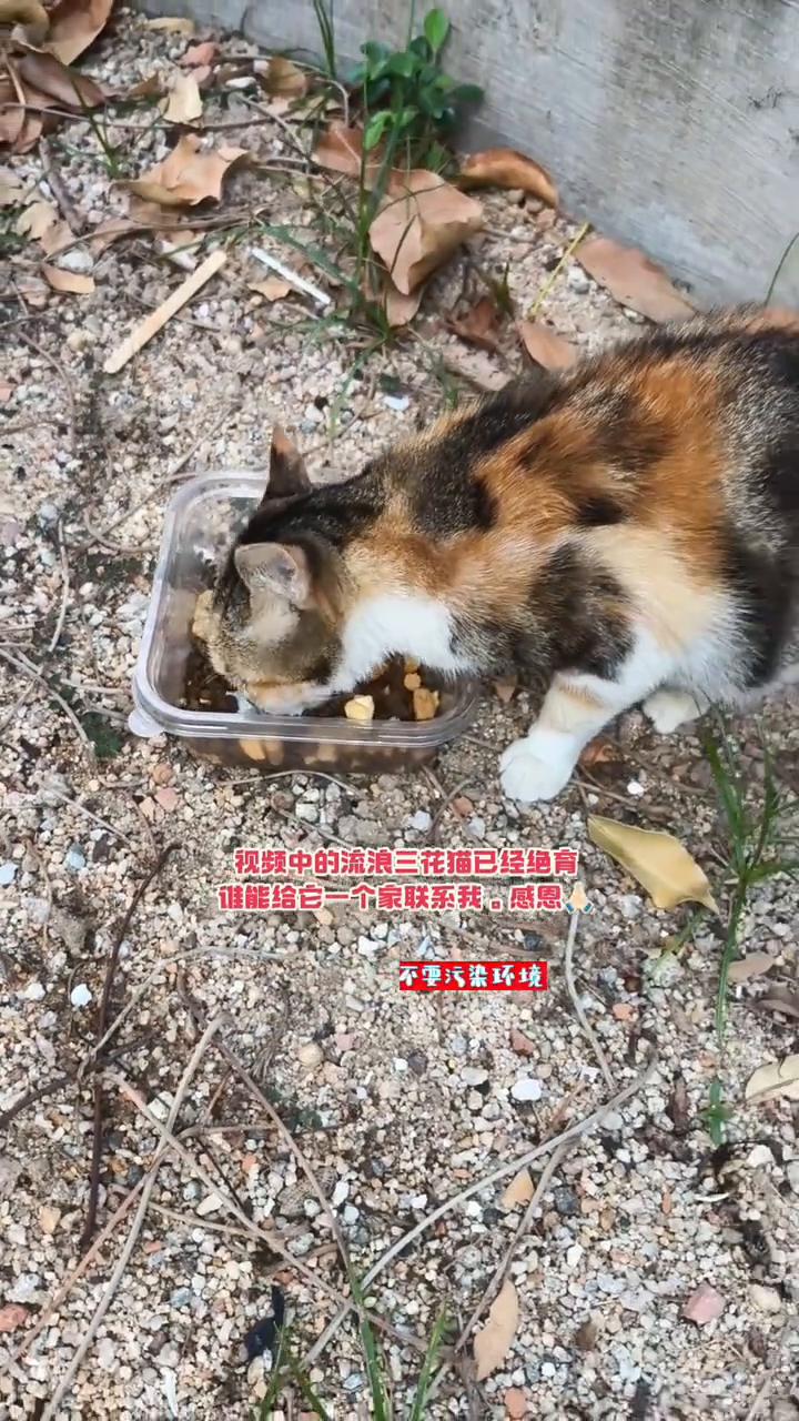 喂完流浪猫您会打扫吗？
喂完流浪猫您会打扫吗？喂完流浪猫请及时带走食盆，拾起掉在