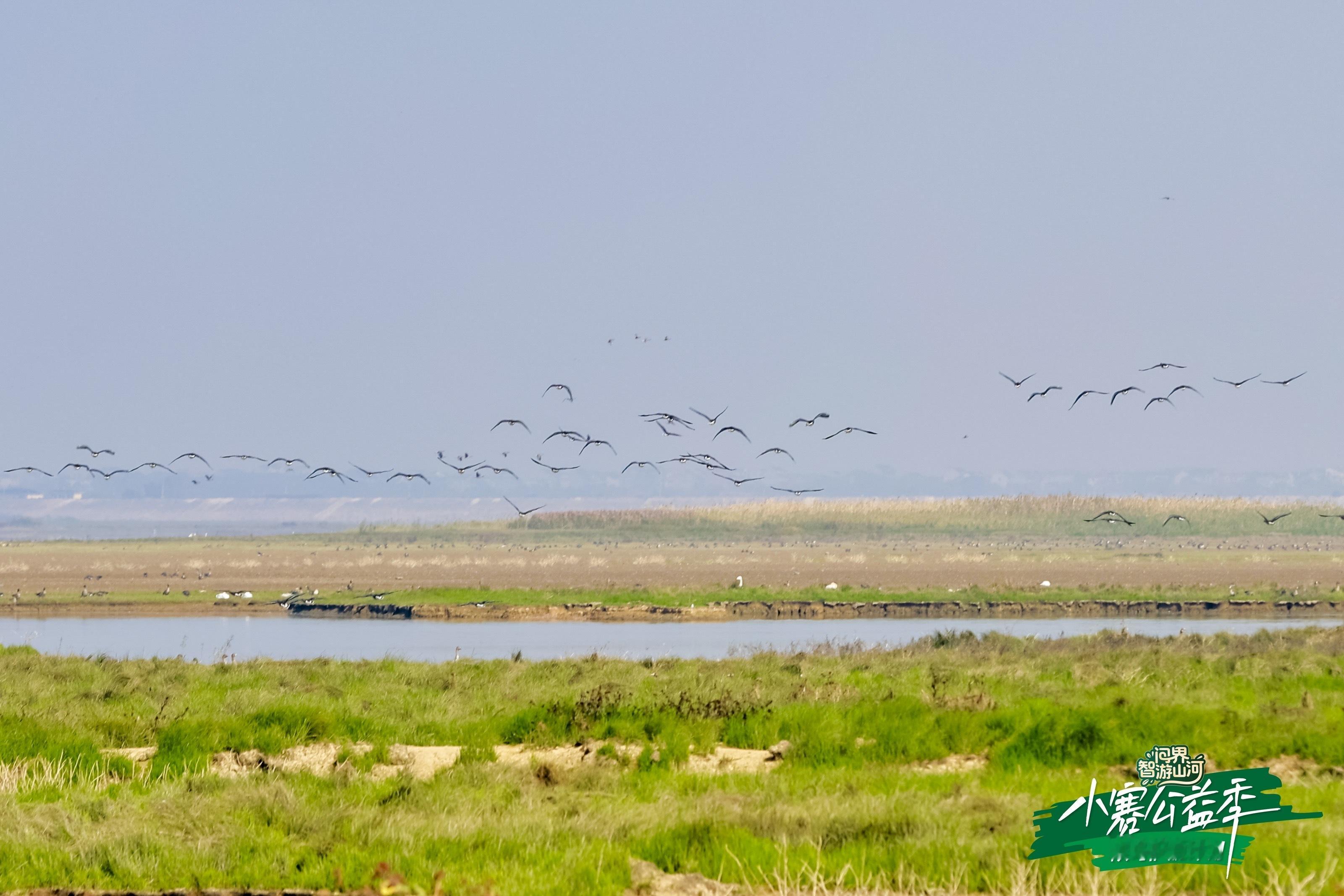 它们穿越山海，只为寻觅栖息之地我们聚力守护，只为撑起温暖之境 让每一次迁徙都充满