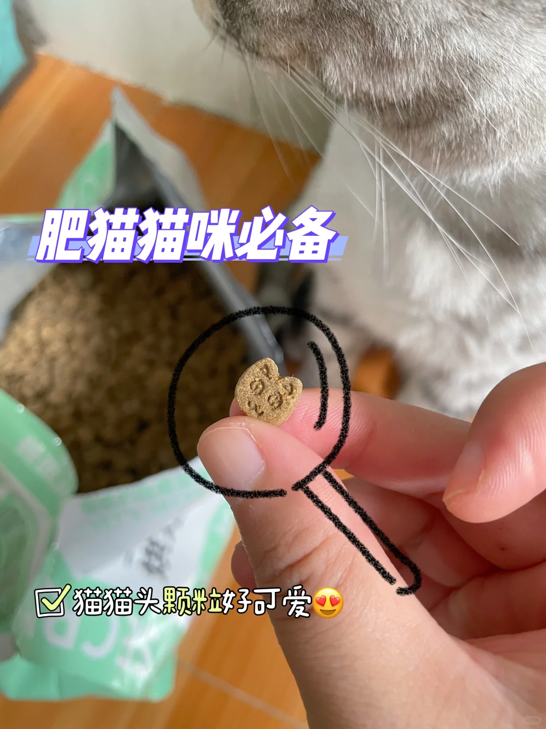 秋天到了，猪猫食欲大开动啦！