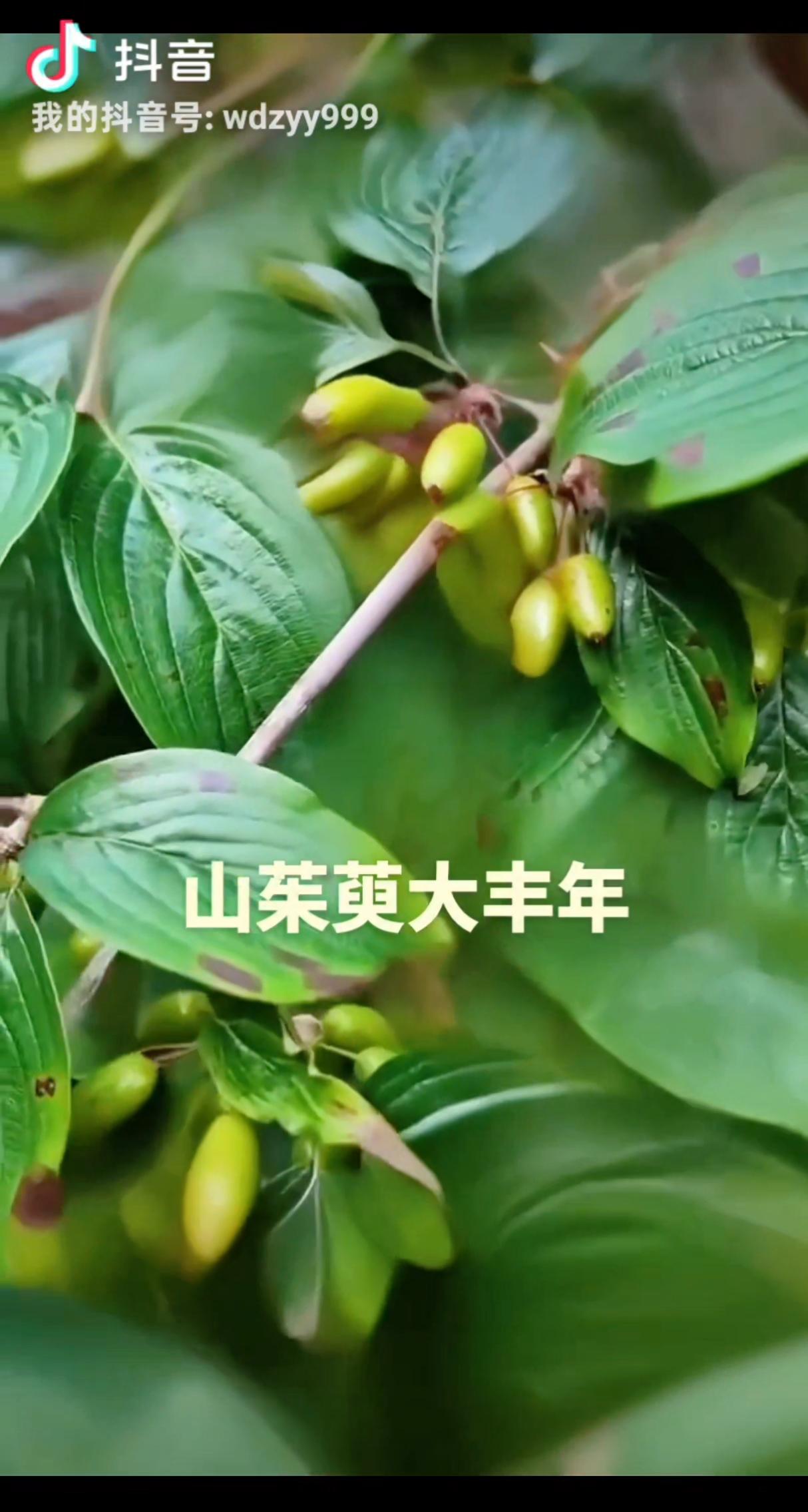 山茱萸大佬跑哪儿了？

2022年初冬，河南西峡县的山茱萸，正值产新季。
交易市