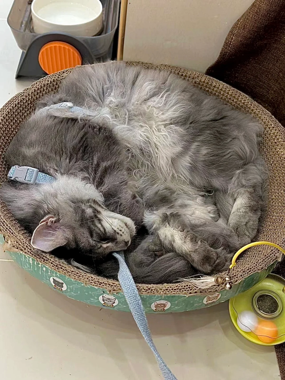 享受咖啡☕️和惬意的撸猫时光🐾