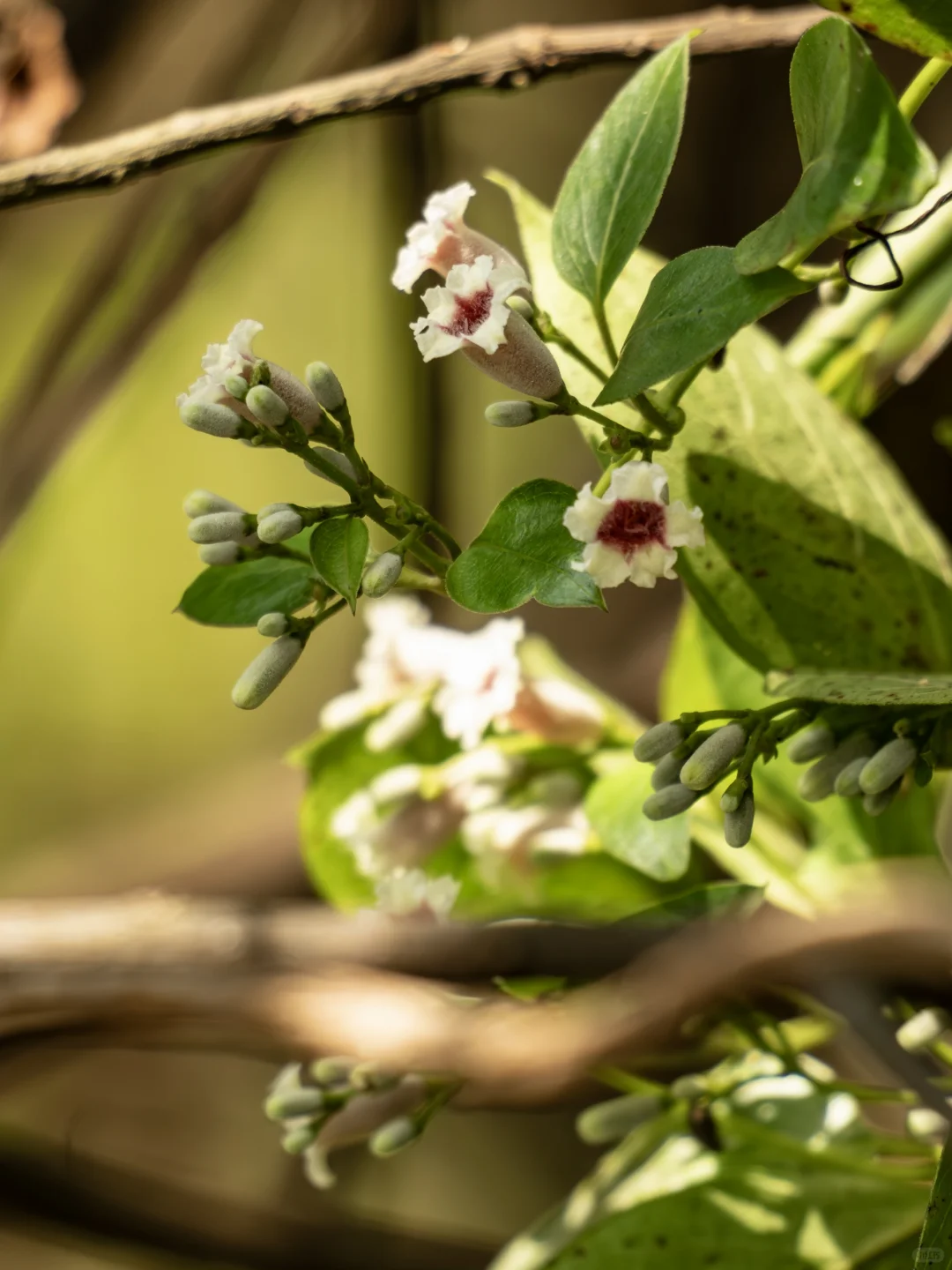 鸡屎藤 | 被名字耽误的花花