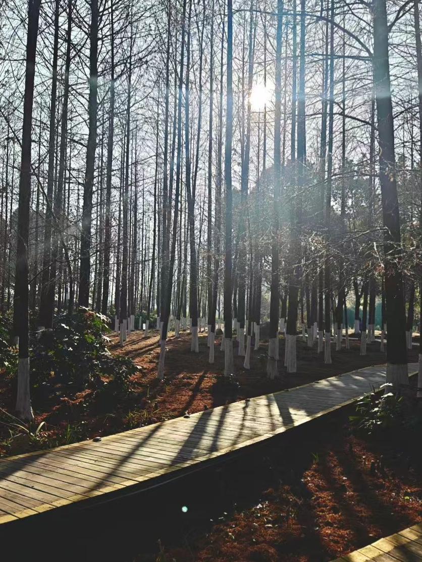 🌞 木栈道把阳光切成细条，铺在林间通往温柔的路，每棵树都站成了光阴的见证者。