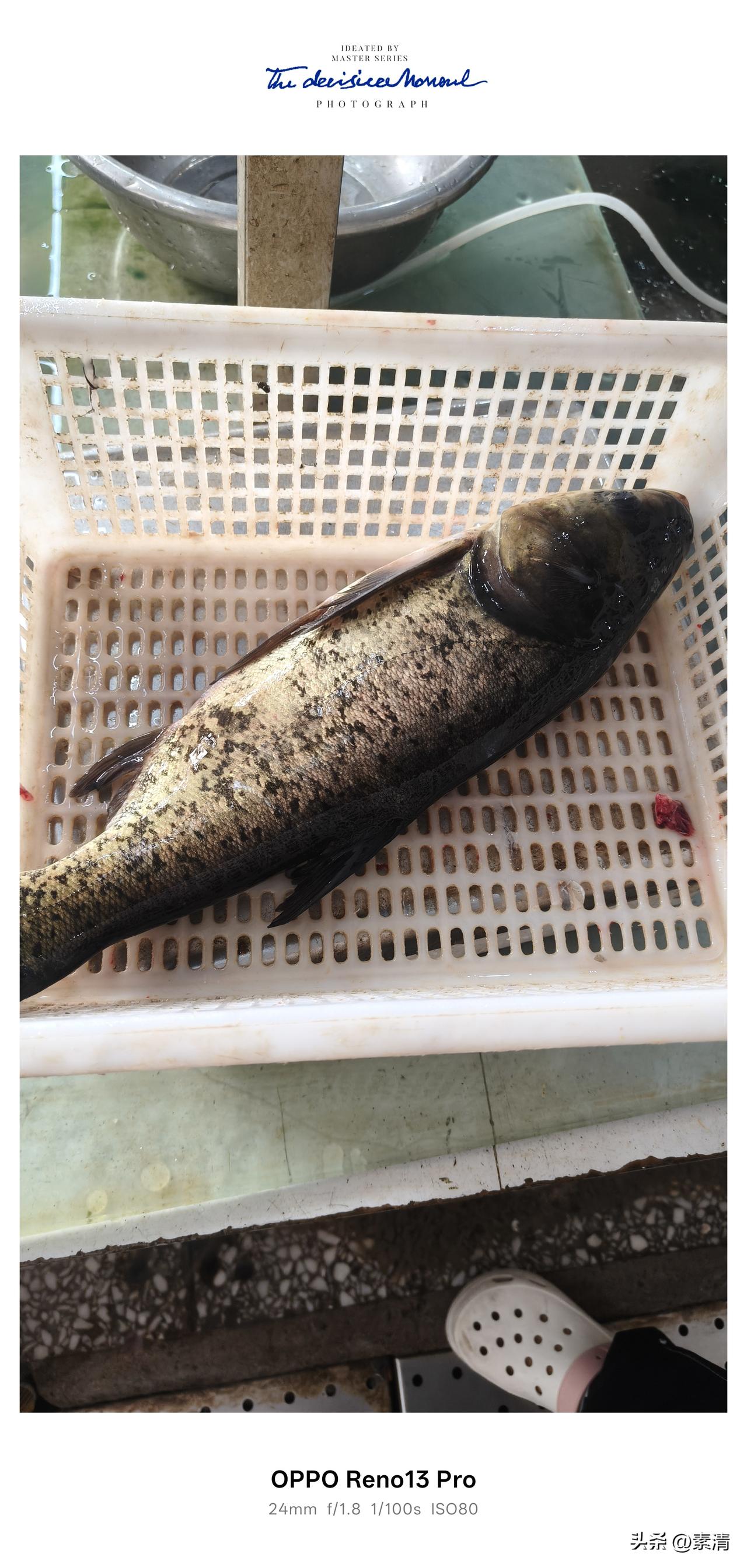 今天去水产市场想买条白鲢鱼回家吃火锅鱼，挑鱼的时候鱼老板一个劲劝说，执意让我换花