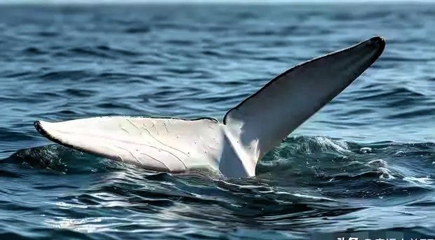 尸体躺在海边，头没了，尾巴被绳子死死绑在石头上。近日，泰国攀牙府瑶诺岛海边，发现