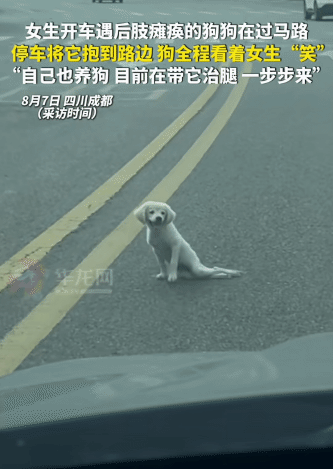 感动！四川成都，女生开车遇到狗狗过马路。没想到，狗狗后半身瘫痪了，艰难在马路中间