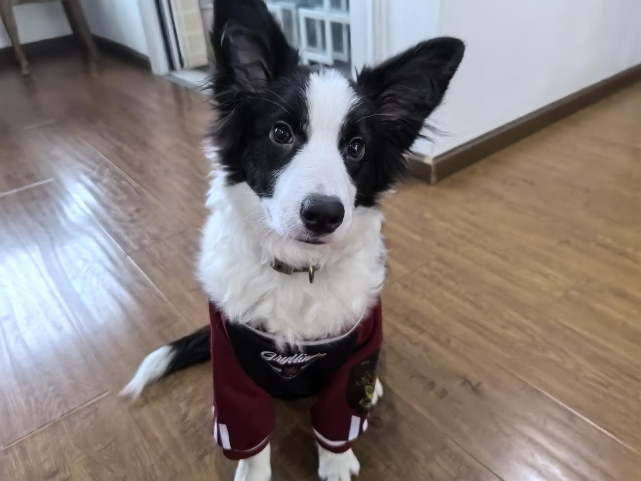 边牧犬是不是特聪明?
俗话说，狗是狗，边牧犬是边牧犬，这就是它俩的区分。边牧智商