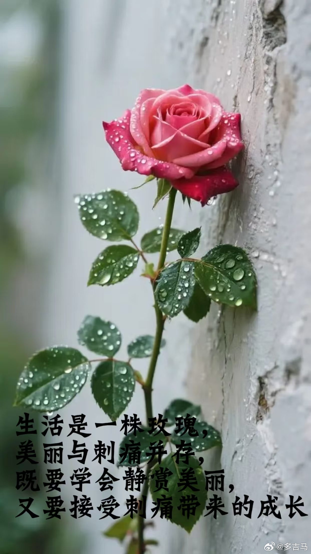 以前总以为上天不公平为什么会有人生的金贵有人生来平庸为什么有的人顺风顺水有的人磨