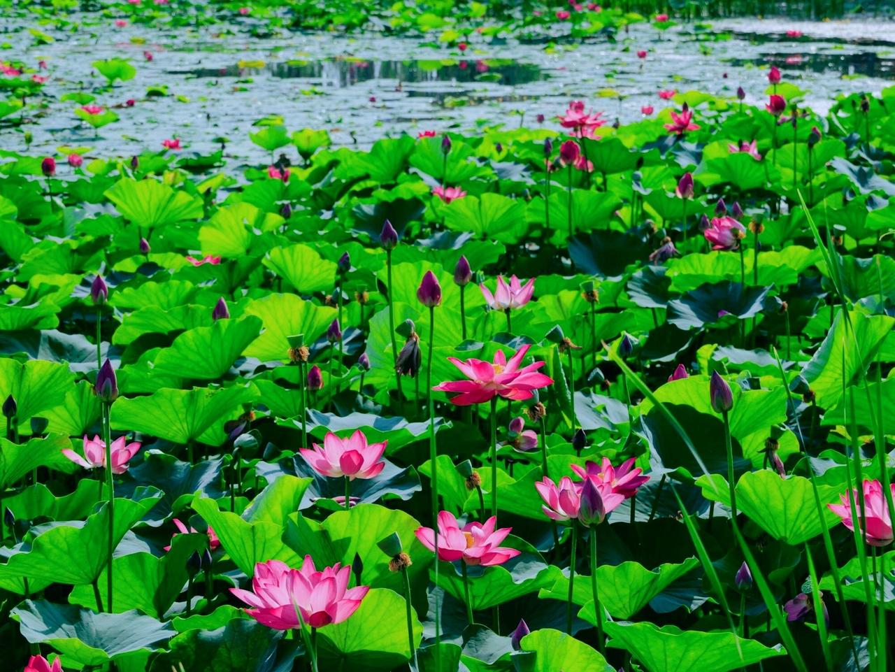 采莲子 · 荷花湖

荷叶青青绿一湖（举掉）。
藕花深处蝶飞孤（年少）。
   