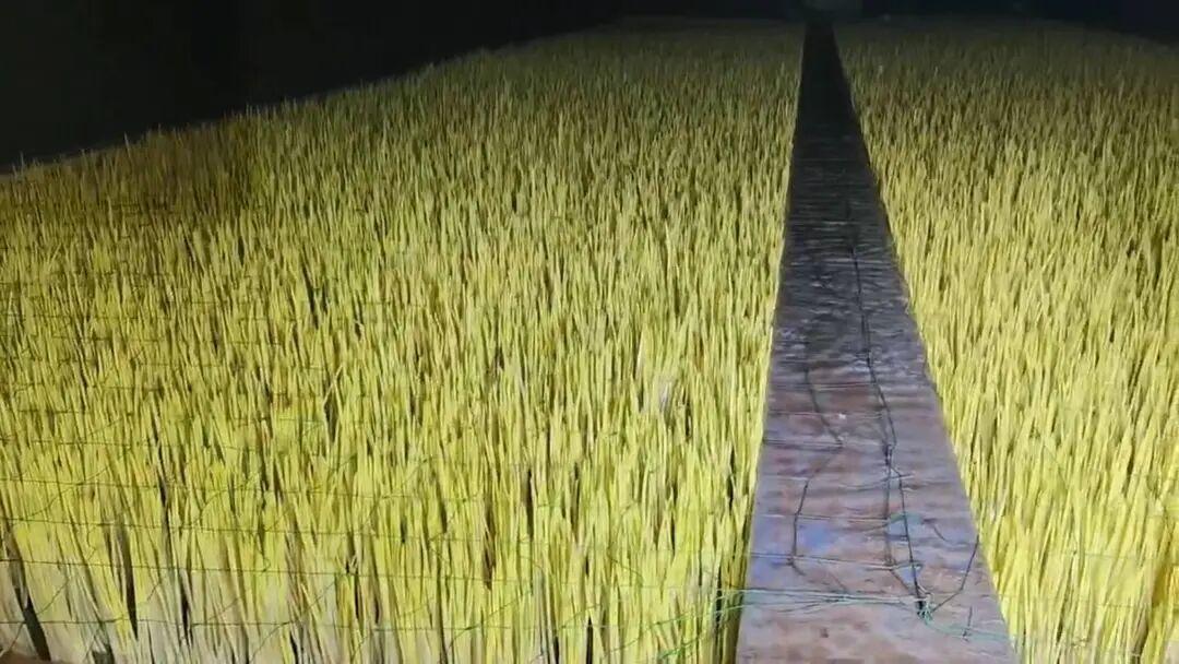 新年生活图鉴近日，首批再青岛市崂山区北宅街道本土培育的蒜黄已进入生产关键期，即将