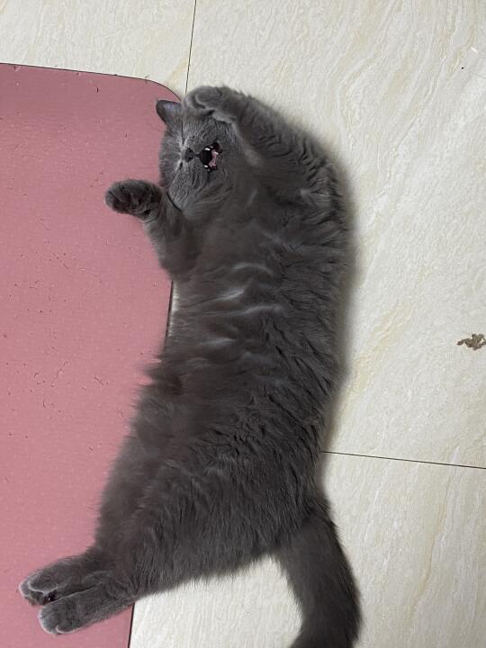 糟糕！小猫做噩梦了？！