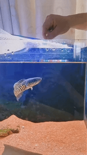 挑衅一条鱼？开什么玩笑，人家当场就发飙了。