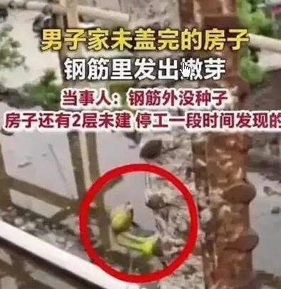 房子没盖完钢筋发芽了 当事人发声钢筋本是无情物，未料停工生绿芽。半栋楼房半生憾，