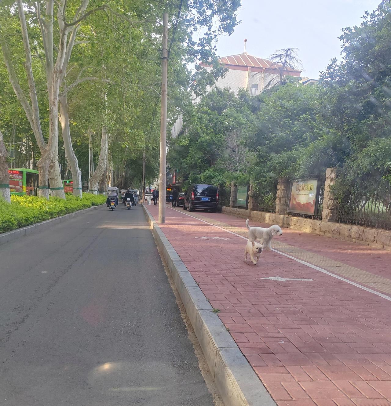 这是我早上七点多，在中兴路联通公司南侧的人行道上拍的照片，一个上年纪的老头儿，领