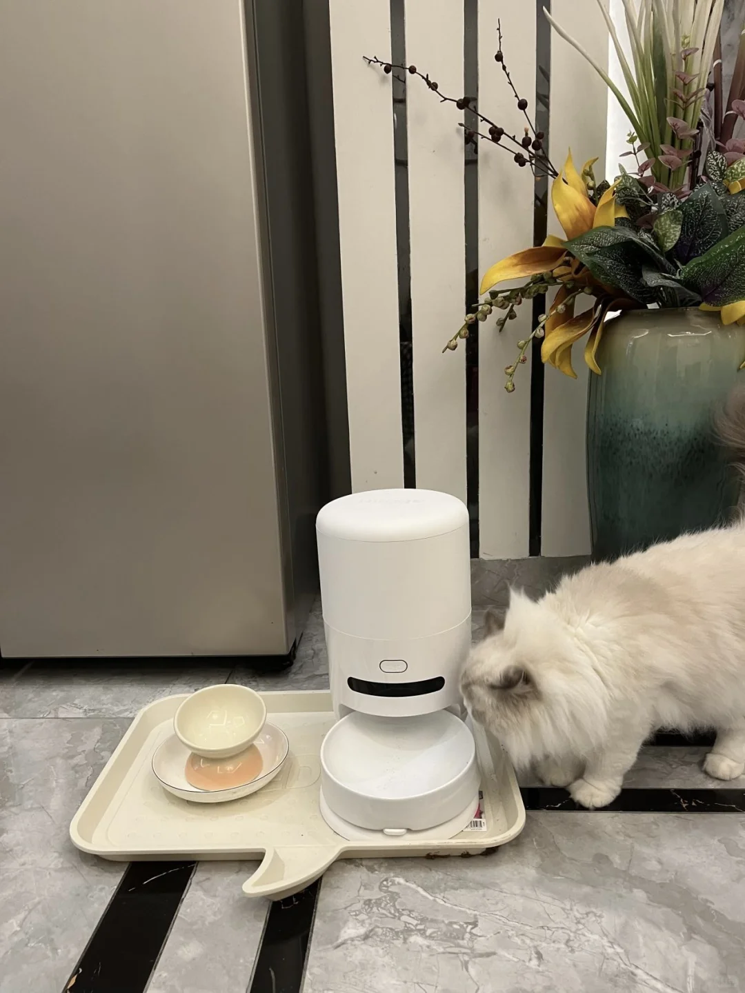 新玩具到货，后面也算科学养猫了
