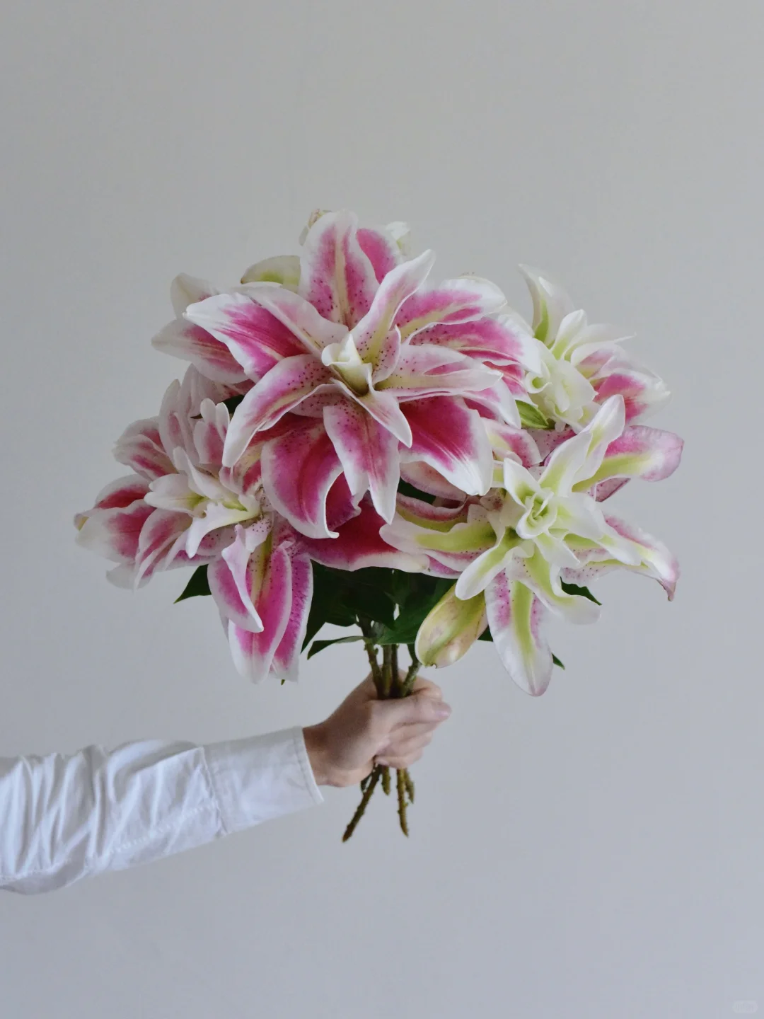 百合·火星之吻