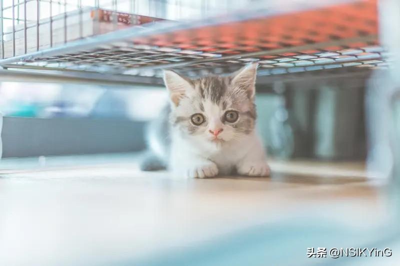 春光落在窗台的花瓣上，猫咪伸了个懒腰，一杯茶刚好泡出春天的味道。