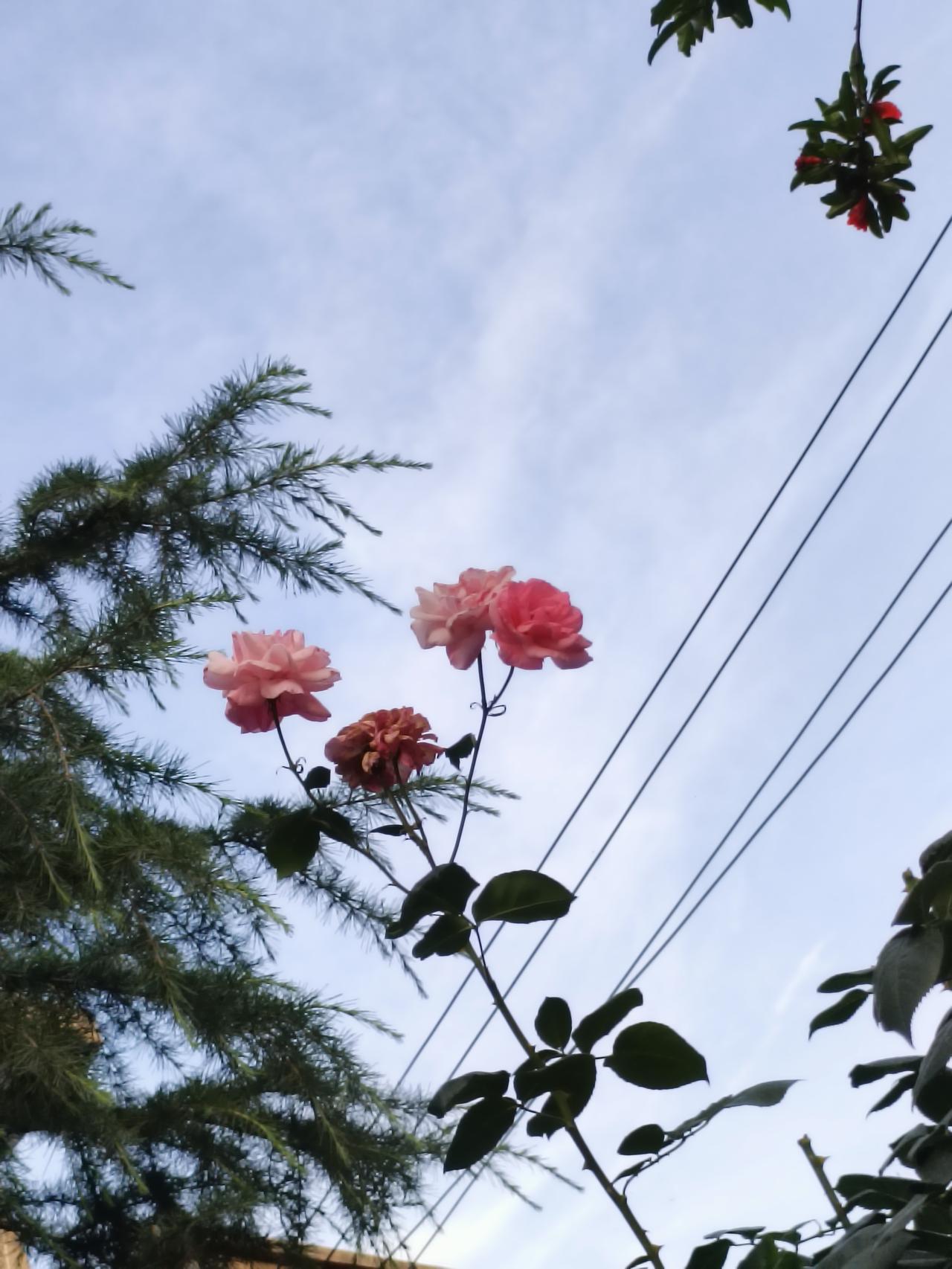 分享你随手拍的风景碧空作幕，粉月季迎着微风舒展容颜，青松翠枝相映，寻常街角，藏着