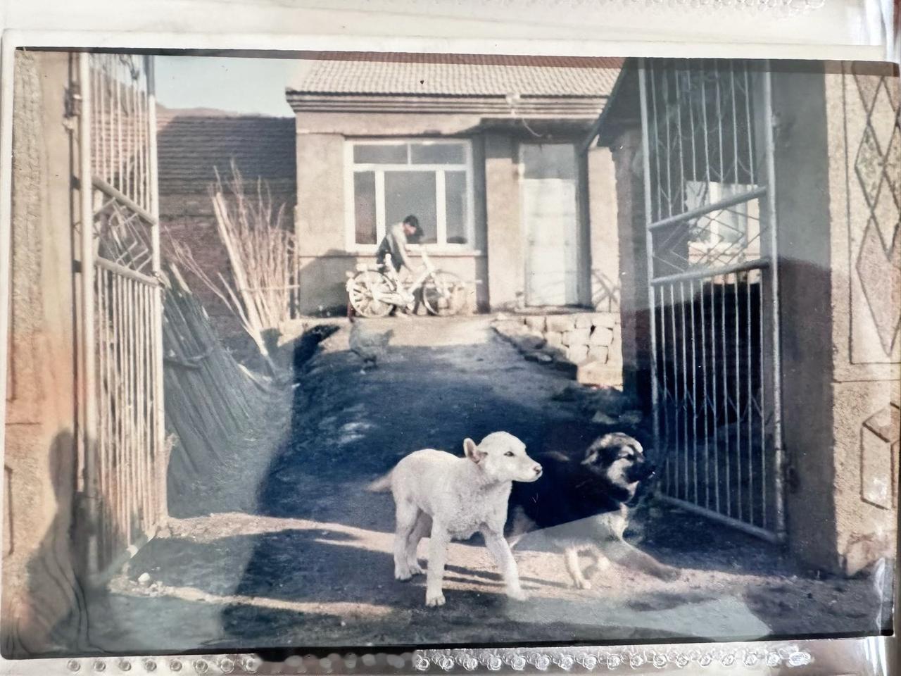 照片拍摄于1995年的黑龙江鸡西市。看到照片中的老院子和门口跑出来的两条小狗，让