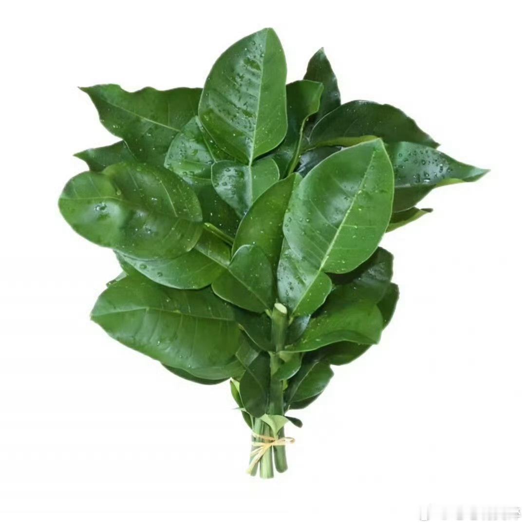 易易紫曝归国四子只有张艺兴不玩跟张艺兴有毛关系随一把柚子叶 