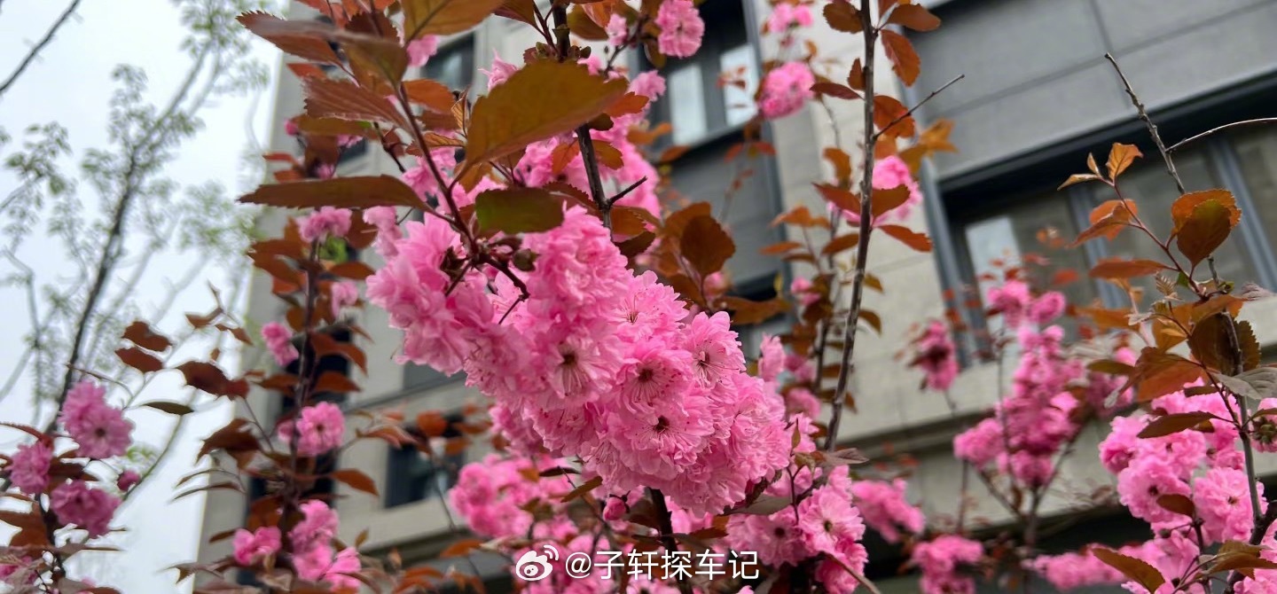 不必远行，小区里的春色已足够治愈，今日的浪漫是小区的美景给的（白天忘记发，夜晚来