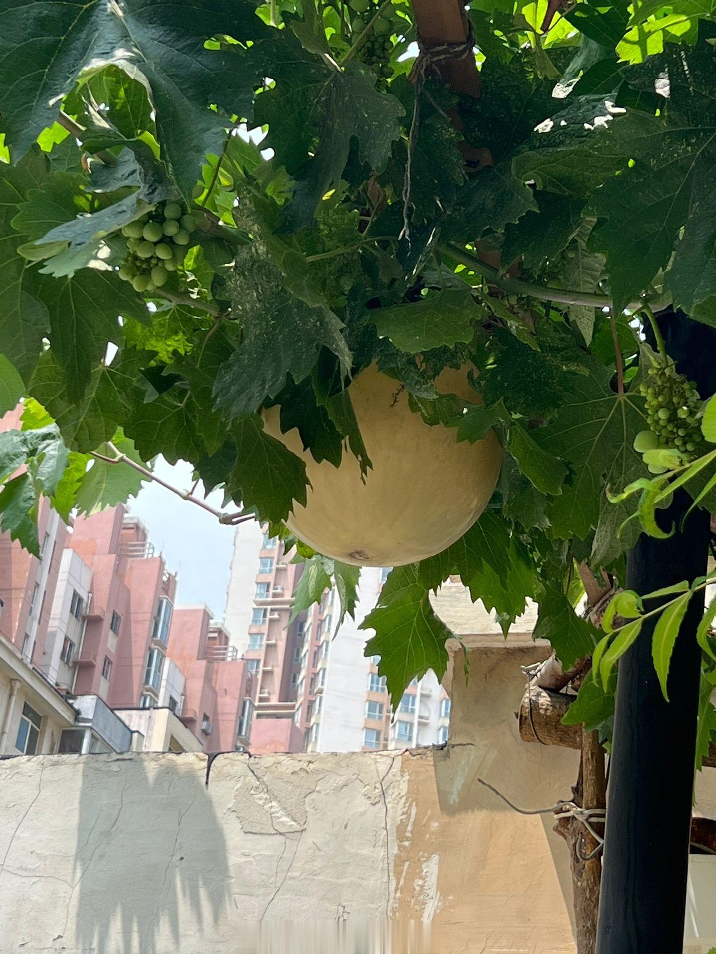 猜猜这是什么品种的瓜？答案见评论区[二哈][二哈][二哈] ​​​
