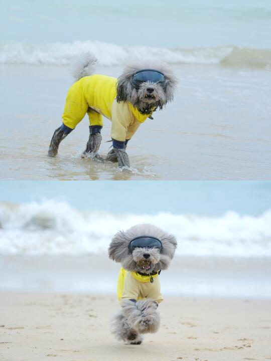 深圳小狗一日游｜深圳天文台&西涌4号沙滩