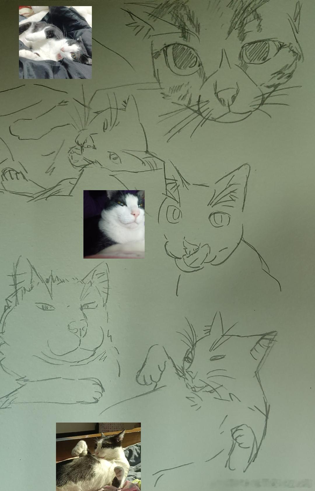 49522【丑猫】满分十分你给他们的颜值打几分丑猫卢浮宫