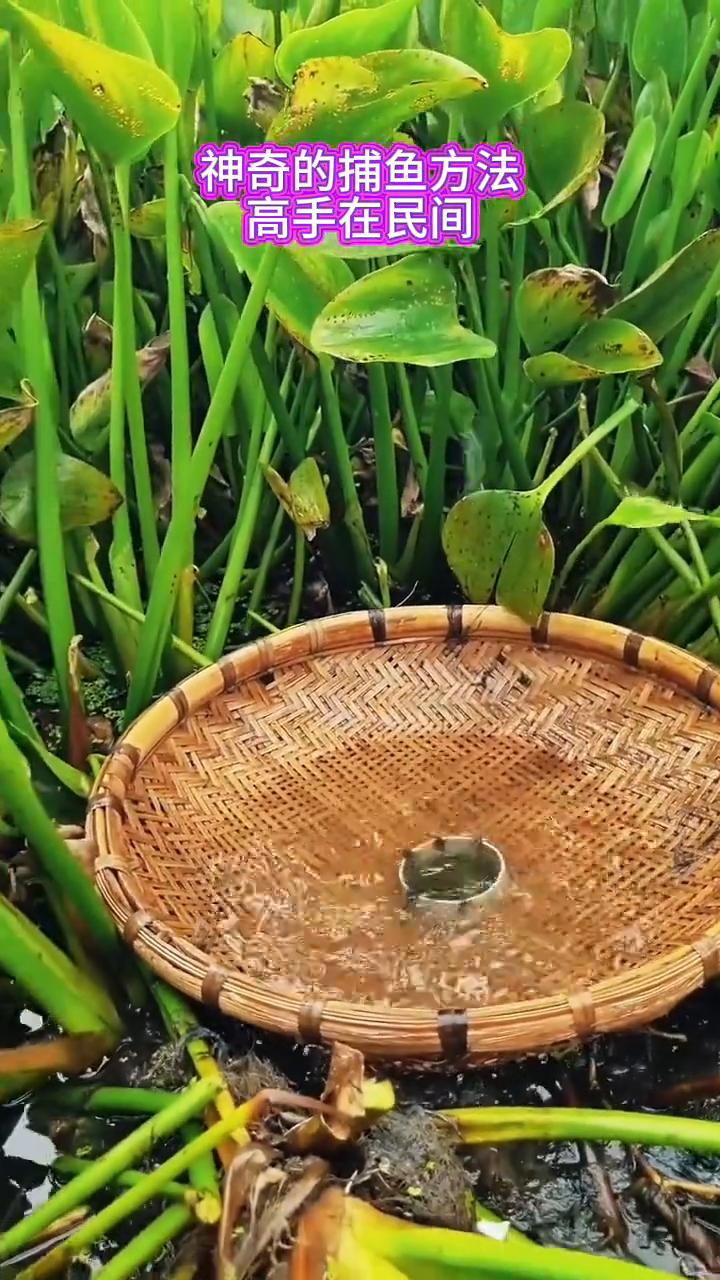 神奇的捕鱼方法，高手在民间。