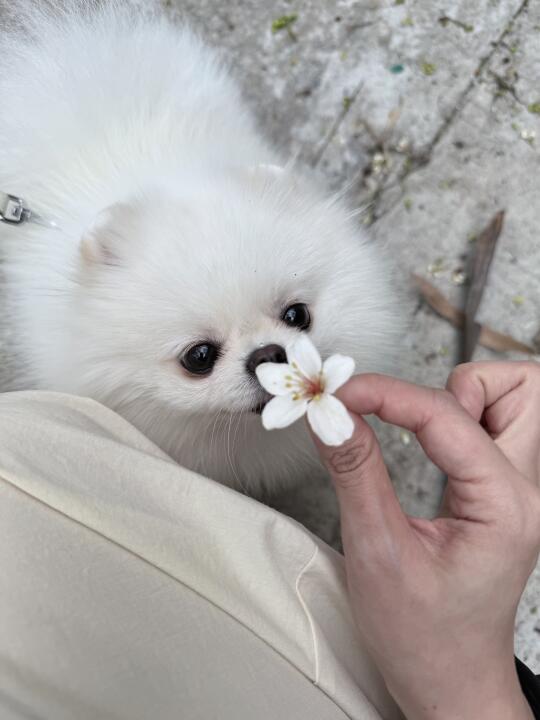 辣瓜摧花
