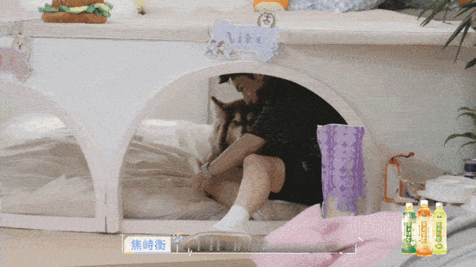 焦峙衡被狗哄好了 焦峙衡见徐如蓝跟方益炯互动热，心里肯定有点闷。蹲下来跟狗狗待着