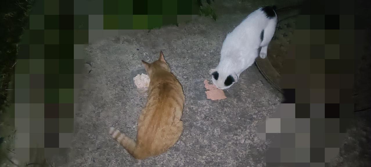小橘猫和小奶牛猫在老地方等我，这里成了它俩的专属投喂点，返回时我会把食盒收走，避