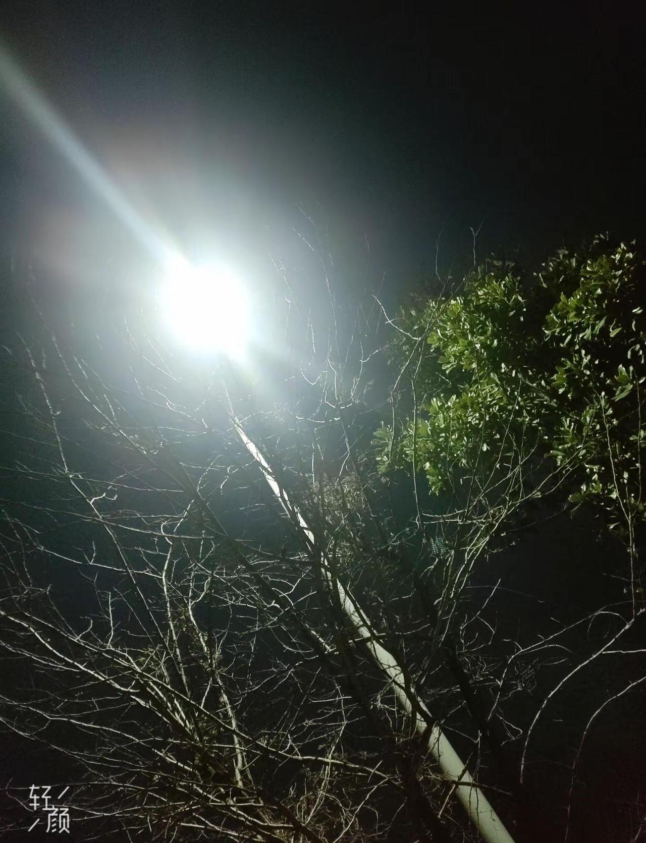 安然度岁，满路繁花🌸