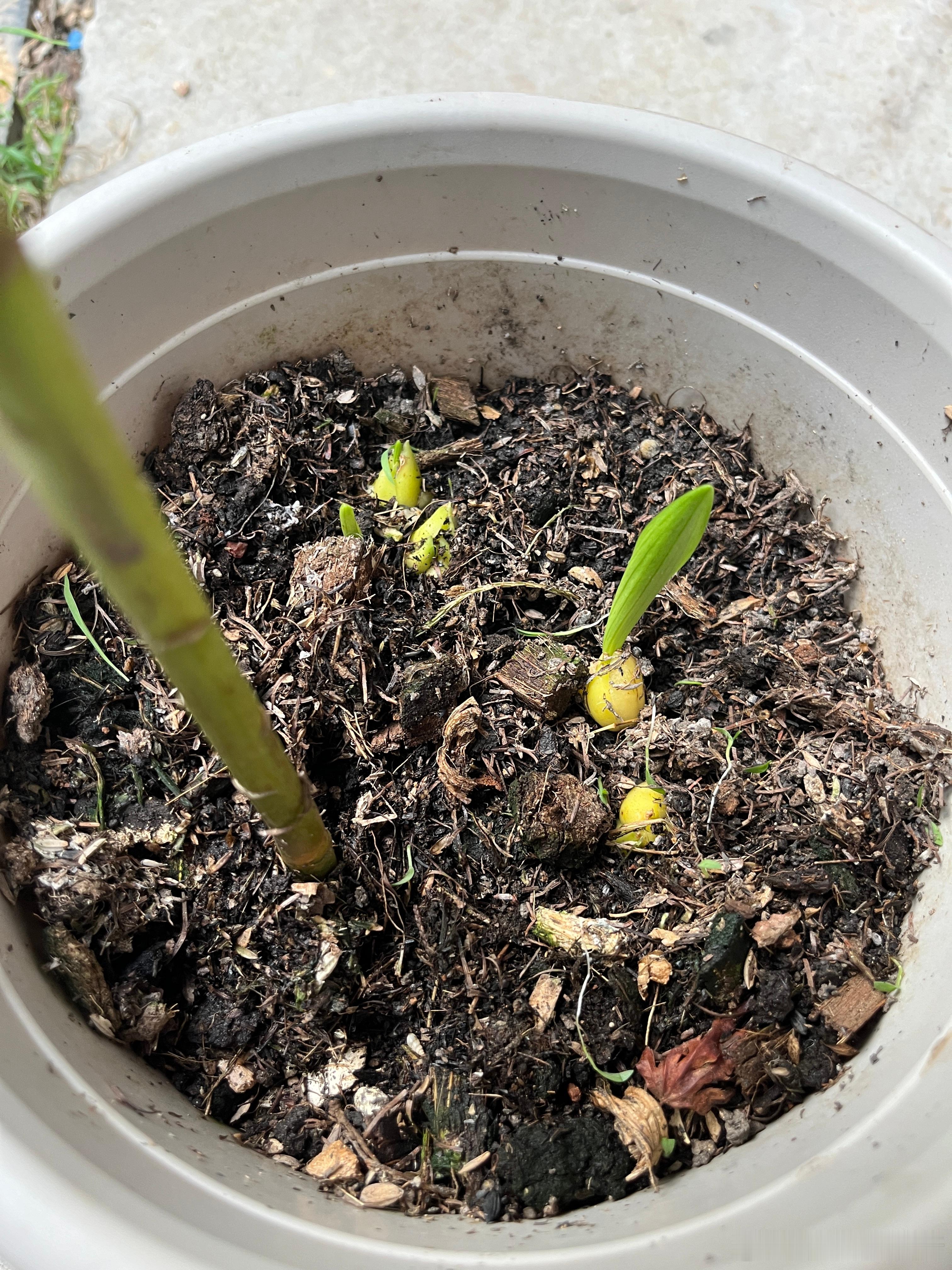 看来百合不用起球了[笑cry]反正大球今年没照顾好，剩下一堆小豆丁，跳过秋百合直