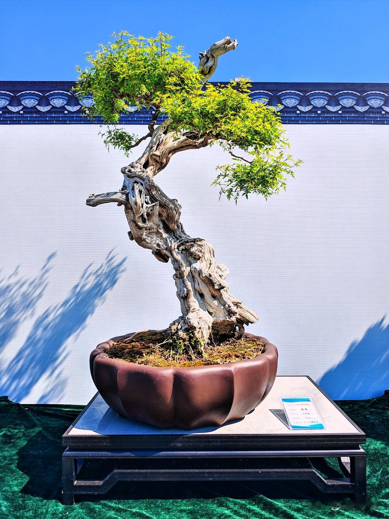 2026年第23届河南省中州盆景展（七）