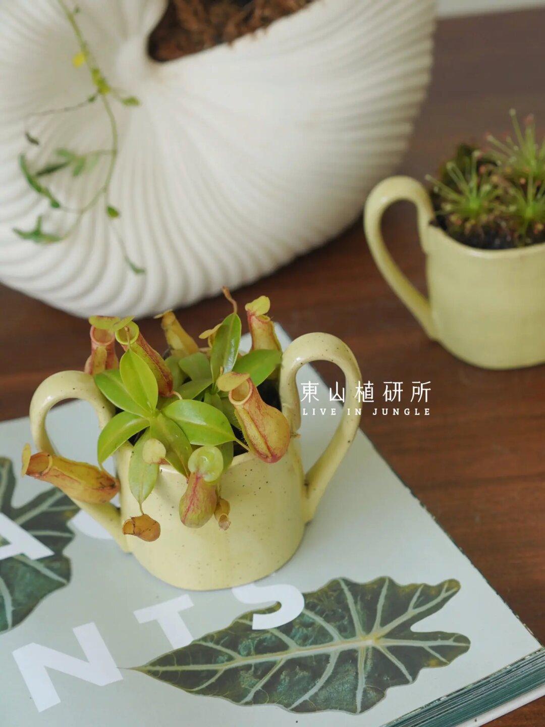 ferm LIVING x 猪笼草 趣味的花器搭配