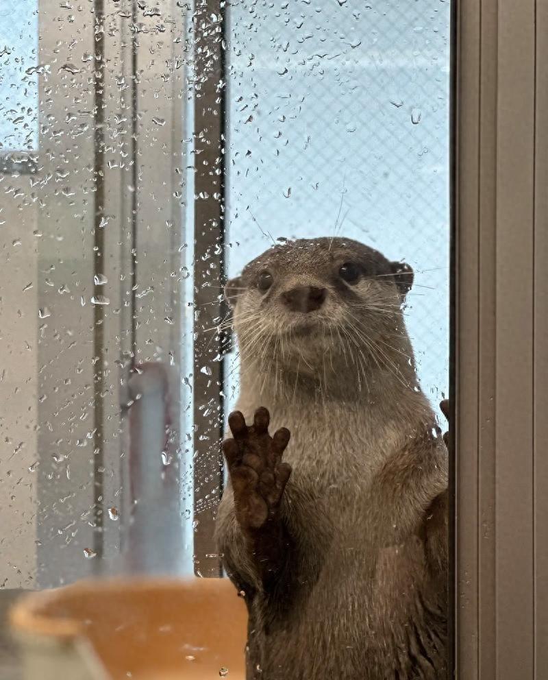 很多人一提到水獭，脑子里浮现的都是那种在水里翻滚、抱着冰块玩、看着特别乖的小动物